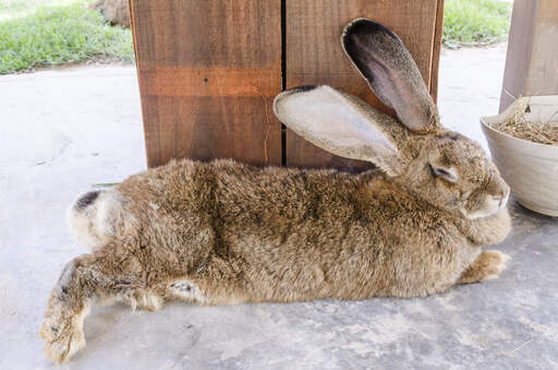 A beautiful flemish giant rabbit stretched out on the floor