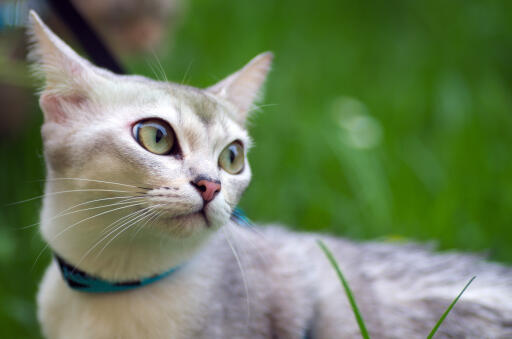 Young burmilla cat in the grass