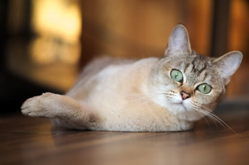 Burmilla cat lying on a wood floor looking  ahead playfully