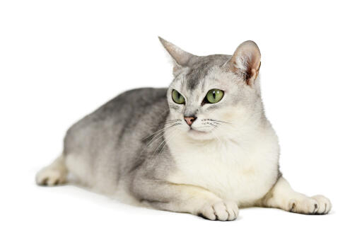 Beautiful burmilla cat lying against a white background