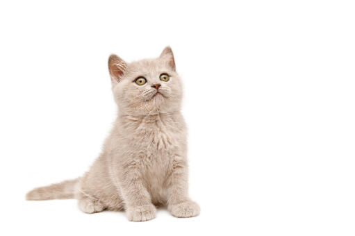British shorthair colourpoint kitten sitting against a white background