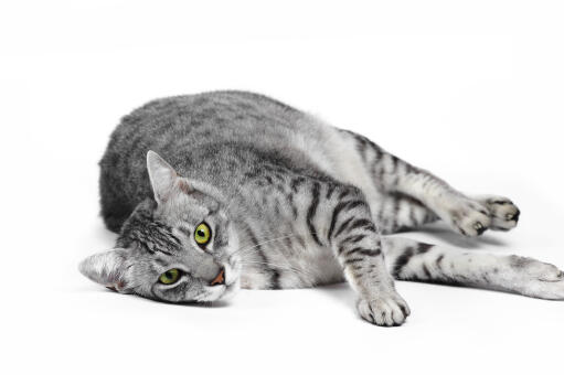 A silver spotted egyptian mau lying down for the camera