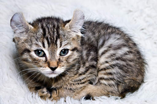 A little highlander kitten who will grow into a big cat