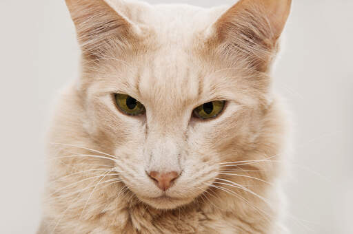 A javanese cat with its distinctive longer face