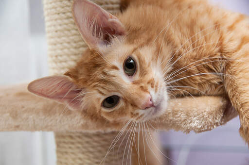 A pretty javanese cat with bright eyes