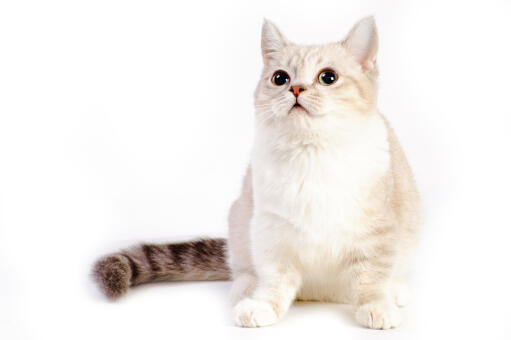 A munchkin cat with a tabby tail