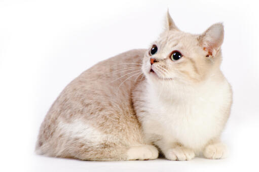 Munchkin Cat