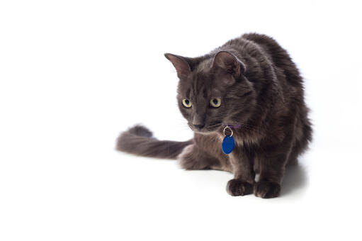 A dark nebelung cat staring
