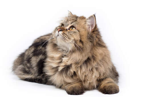 A tabby persian with its small ears