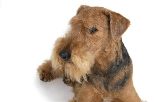 An adult airedale terrier showing off it's beard