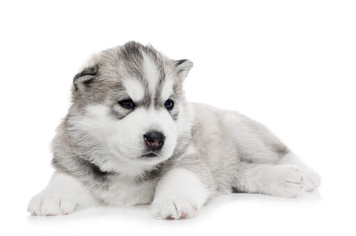 A young alaskan malamute puppy with a lovely thick coat