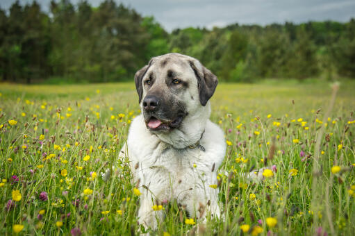 A lovely adult anatolian shepherd dog with healthy, thick coat