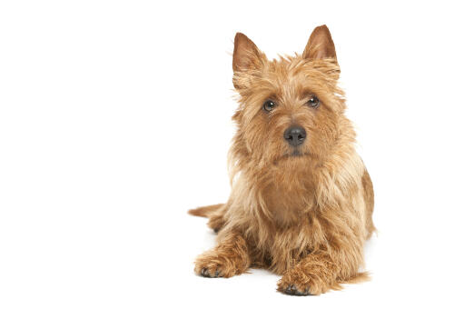 A scrappy little australian terrier showing off his beautiful eyes