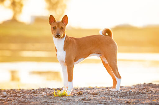 A beautiful, male basenji showing off it's slender body