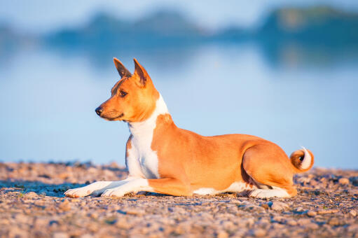 A young, brown basenji lying neatly on the rocks