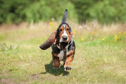 A basset hound running with it's tail in the air