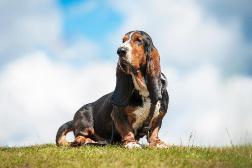 A lovely, little basset hound, showing off it's big, floppy ears and long nose