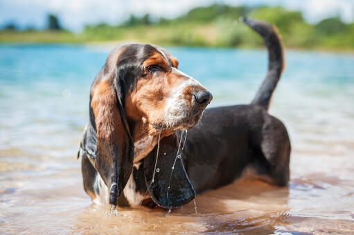 An adult basset hound, ejoying the water
