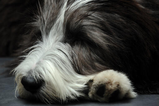 A close up of a bearded collie's beautiful long coat