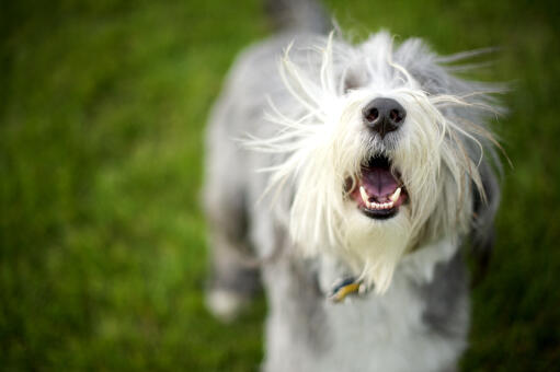 A lovely little bearded collie puppy enjoying the outdoors
