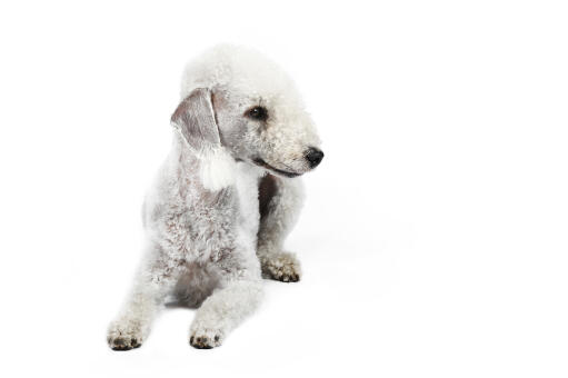 A beautiful adult bedlington terrier laying still