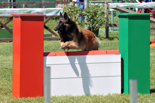 An agile belgian shepherd dog (tervueren) jumping a hurdle