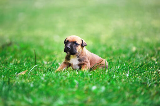 Belgium malamar hot sale dog