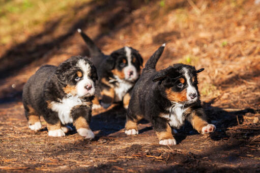 Three lovely, little bernese mountain dogs running around outside