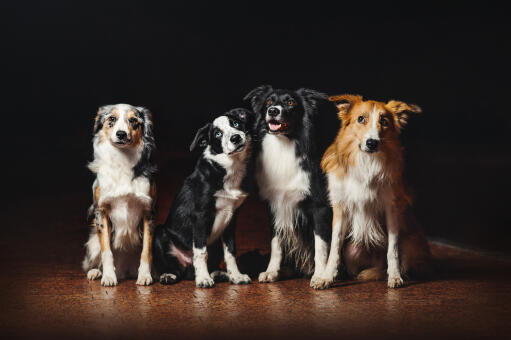 Four border collies, each with different coloured coats
