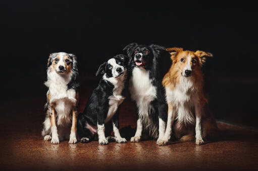 Different kinds cheap of border collies
