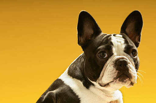 A close up of a boston terrier's beautiful big ears