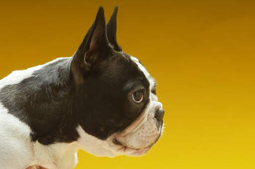 A close up of the boston terrier's typical stubby nose and large eyes and ears