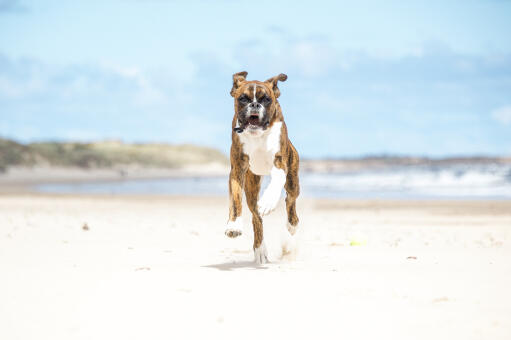 A boxer charging up the beach