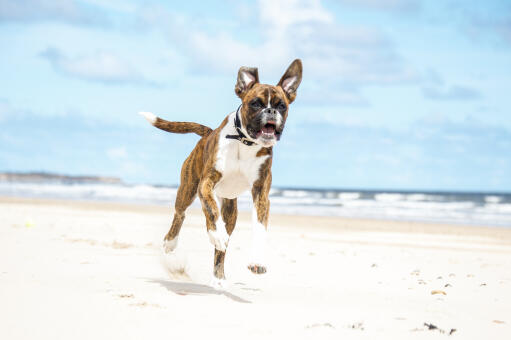 A happy boxer bouncing up the beach