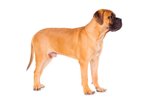 A beautiful, young male bullmastiff standing tall, showing off its strong physique