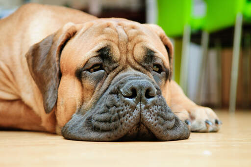 A close up of a bullmastiff's beautiful wrinkly face