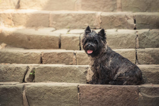 A beautiful, little black cairn terrier sitting neatly on a step