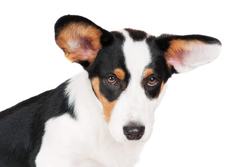 A close up of the cardigan welsh corgi's wonderful, big ears