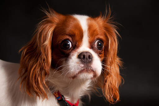 King charles cavalier shop cross border collie