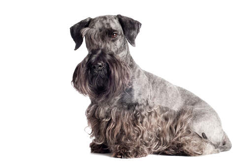 An adult cesky terrier with a beautifully groomed grey and black coat