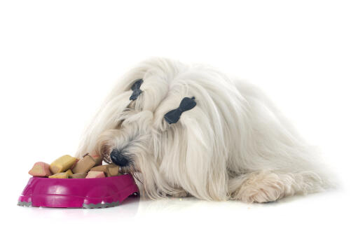 A coton de tulear enjoying some dinner