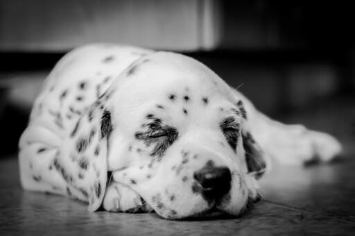 A beautiful, little dalmatian pup enjoying some rest