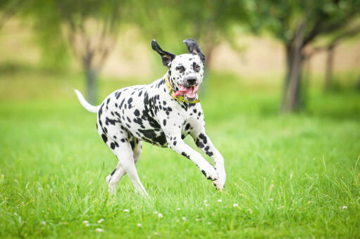 A healthy, adult dalmatian enjoying some exercise outside