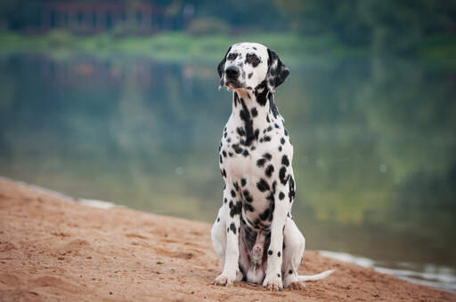 An obedient male dalmatian sitting neatly, waiting for a command