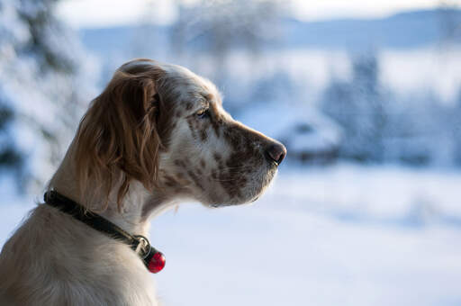 An english setter's lovely, long nose, and soft, scruffy ears