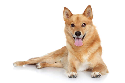 A lovely young finnish spitz with a thick, soft coat and sharp, alert ears