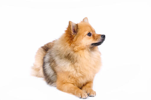 A fluffy little german spitz (klein)