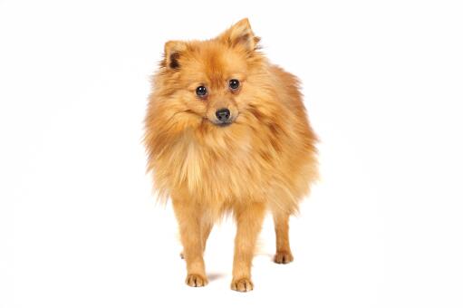 A foxy looking german spitz (klein)