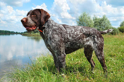 A wonderful german wirehaired pointer's thick, wiry coat and stubby tail