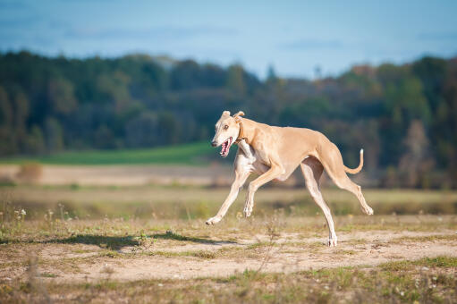 A beautiful adult greyhound with it's body stretched out